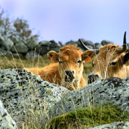 Aubrac 76X115