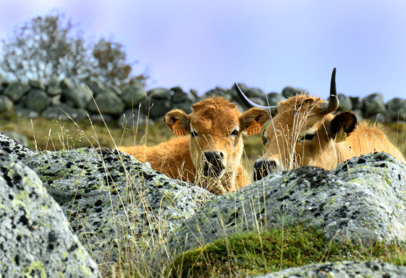 Aubrac 76X115