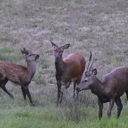Faune