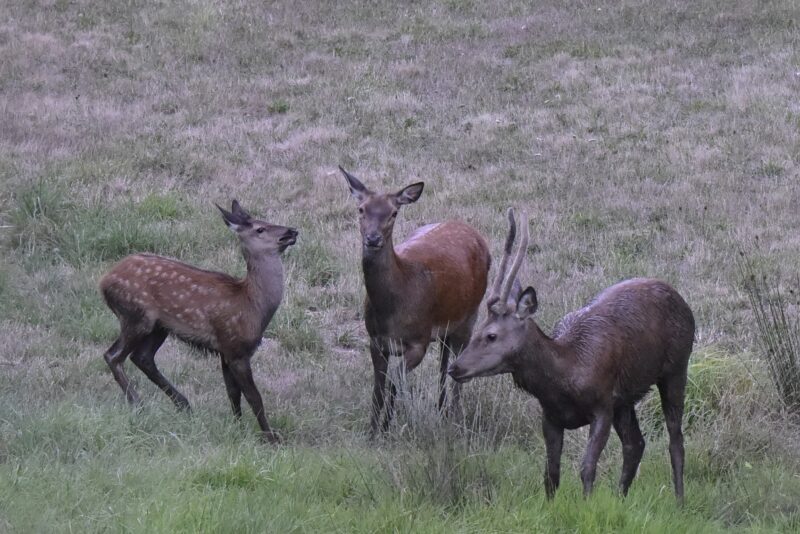 Faune