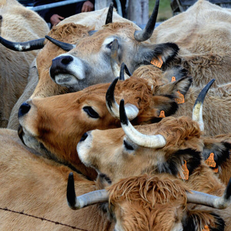 Transhumance