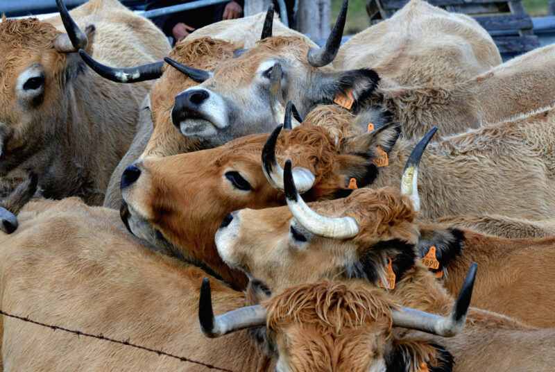 Transhumance